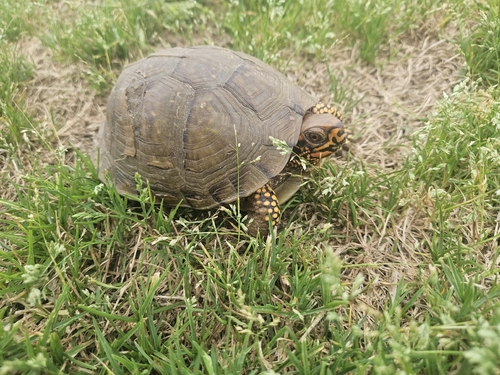 Three-toed Box Turtle