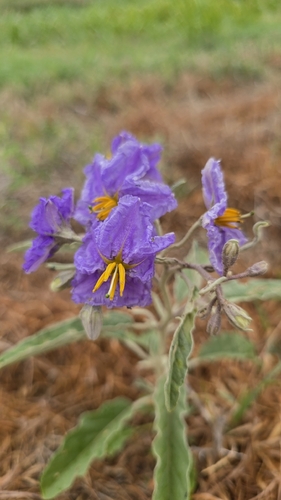 silverleaf nightshade