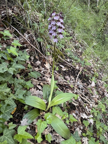 Lady Orchid