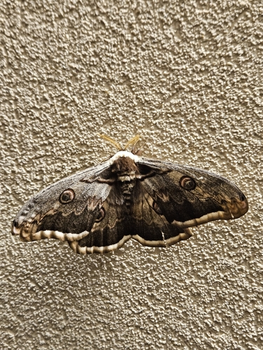 Giant Peacock Moth