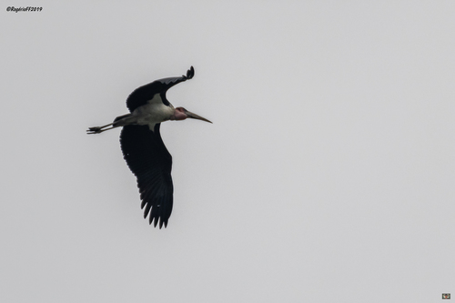 Marabou Stork