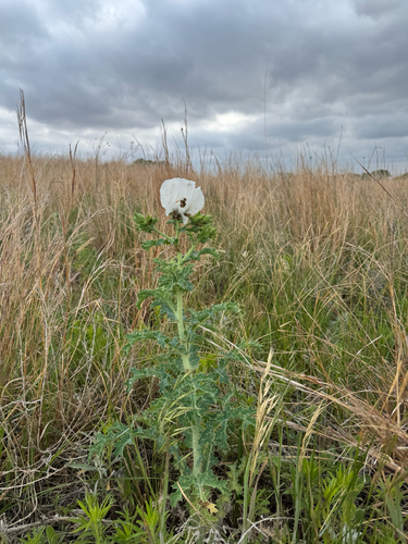 thistle poppy