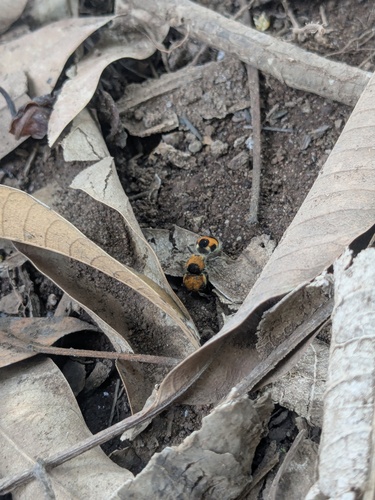 Pseudomethoca ravula (Pseudomethoca ravula)