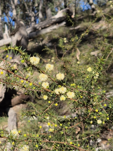 juniper wattle
