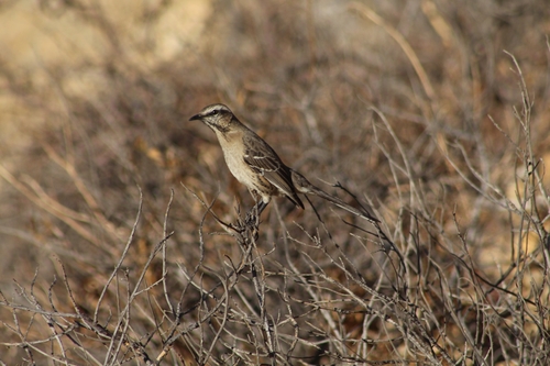 Chilean Mockingbird