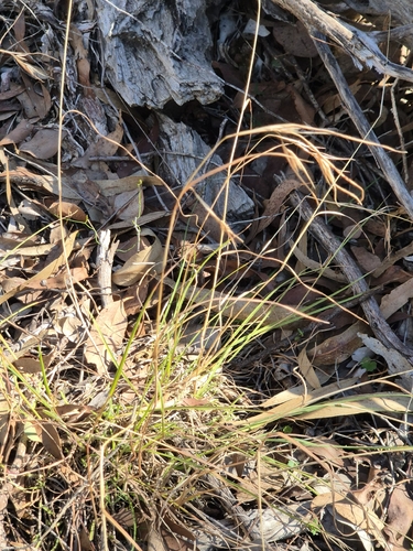 Kangaroo Grass