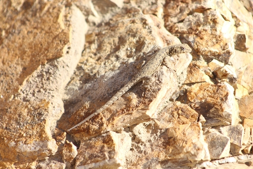 San Francisco River Smooth-throated Lizard