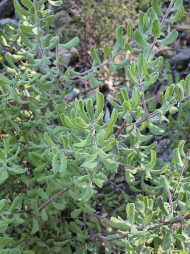 Hairy Geebung