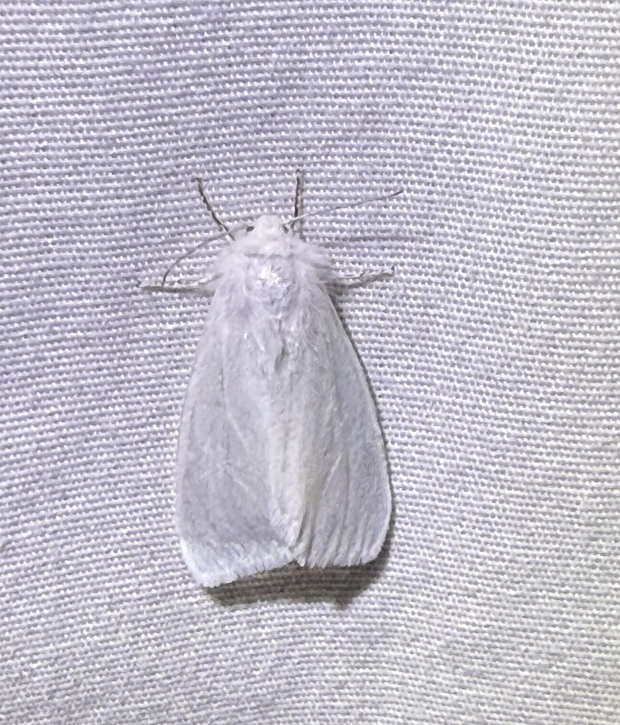 Fall Webworm Moth from Rocky Top Dr, Rougemont, NC, US on May 20, 2026 ...