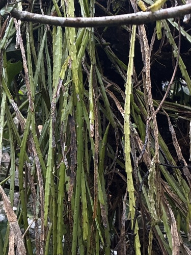 Lepismium cruciforme