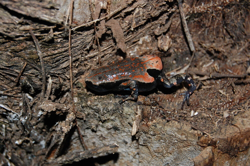 West African Rubber Frog
