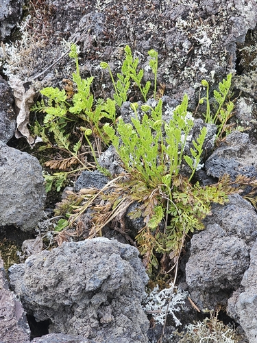 American parsley fern