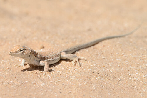 Nidua Fringe-fingered Lizard