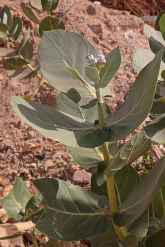 giant milkweed