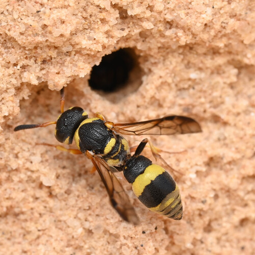 Stenancistrocerus atropos