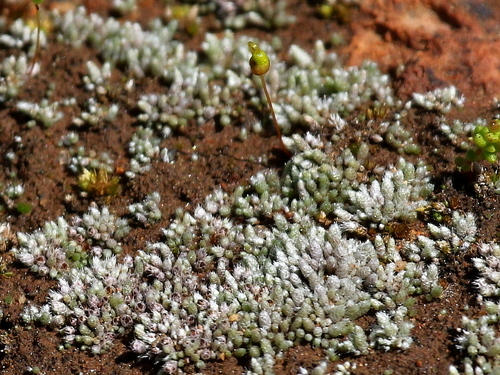 https://www.inaturalist.org/taxa/159540-Bryum-lanatum