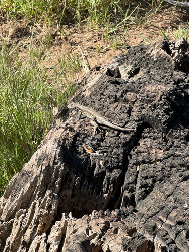iNaturalist observation photo of Common Sagebrush Lizard