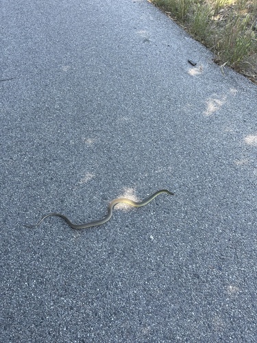 iNaturalist observation photo of Western Yellow-bellied Racer