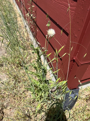 iNaturalist observation photo of Sunflowers, Daisies, Asters, and Allies