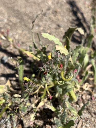 iNaturalist observation photo of Suncups