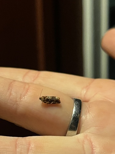 iNaturalist observation photo of Fruit-tree Leafroller Moth