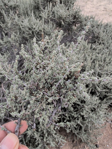 thorny lawrencia