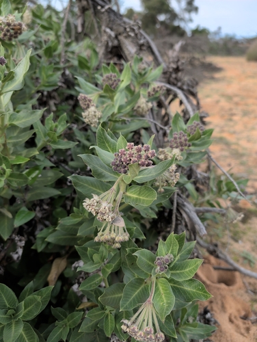 wild cotton