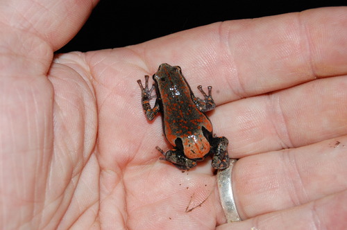 West African Rubber Frog