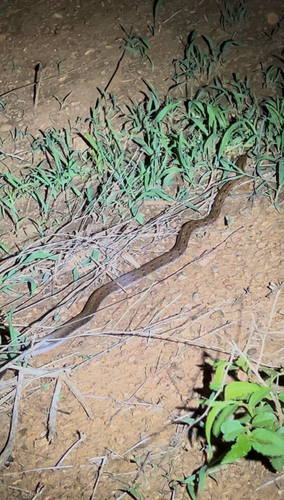 Trinket Snake
