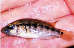 Image of Parachromis dovii