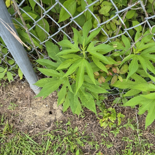 giant ragweed