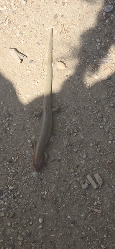 iNaturalist observation photo of Gilbert's Skink