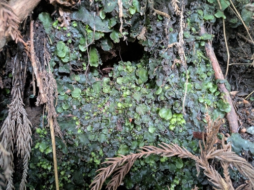 Dumortier's Liverwort