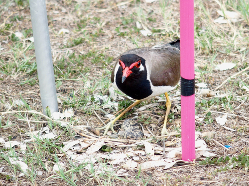 Red-wattled Lapwing