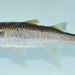 Agonostomus - Photo (c) Michael Tobler, all rights reserved, uploaded by Michael Tobler