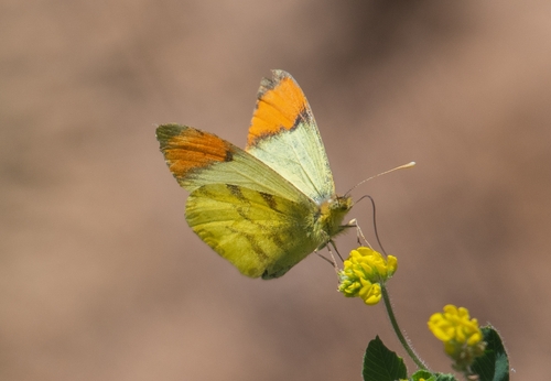 Moroccan Orange Tip