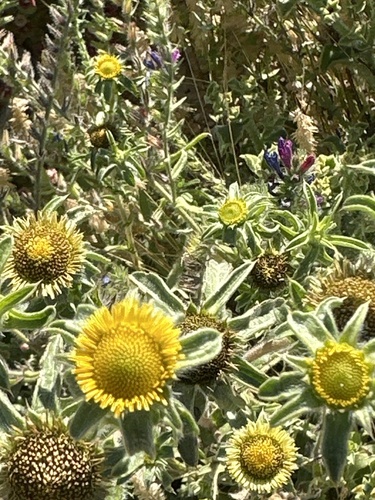 Spiny Starwort
