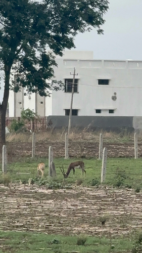 Blackbuck