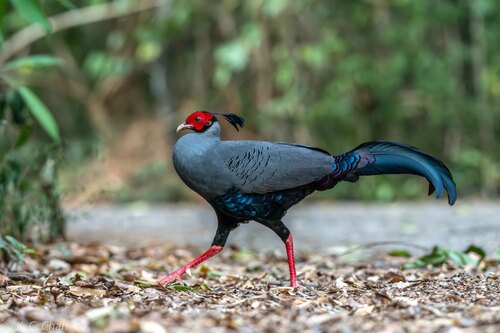 Siamese Fireback