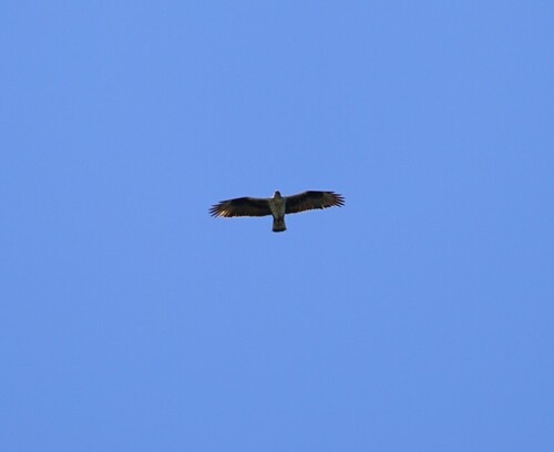 Aquila fasciata fasciata