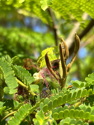 Hayun lagu (Serianthes nelsonii)