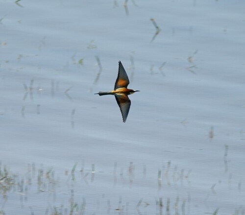 European Bee-eater