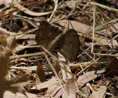 Meadow Brown