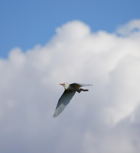 Western Cattle-Egret