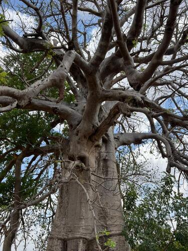 African baobab