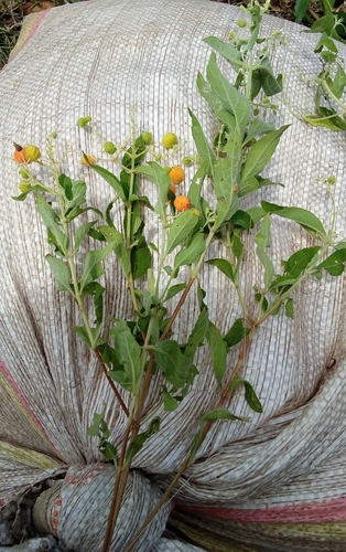 butterberry