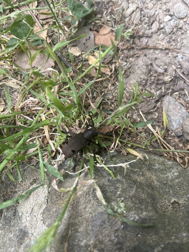 Herophila tristis