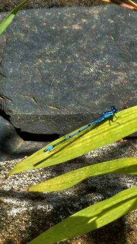 Azure Damselfly