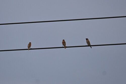 Scaly-breasted Munia