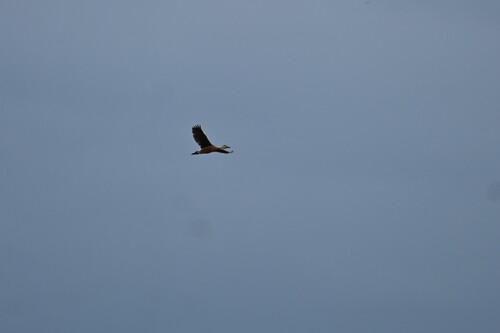 Lesser Whistling-Duck
